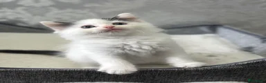 Ragdoll 3
