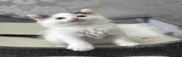 Ragdoll cats for sale: Beautiful Ragdoll Kittens  - Advert 14