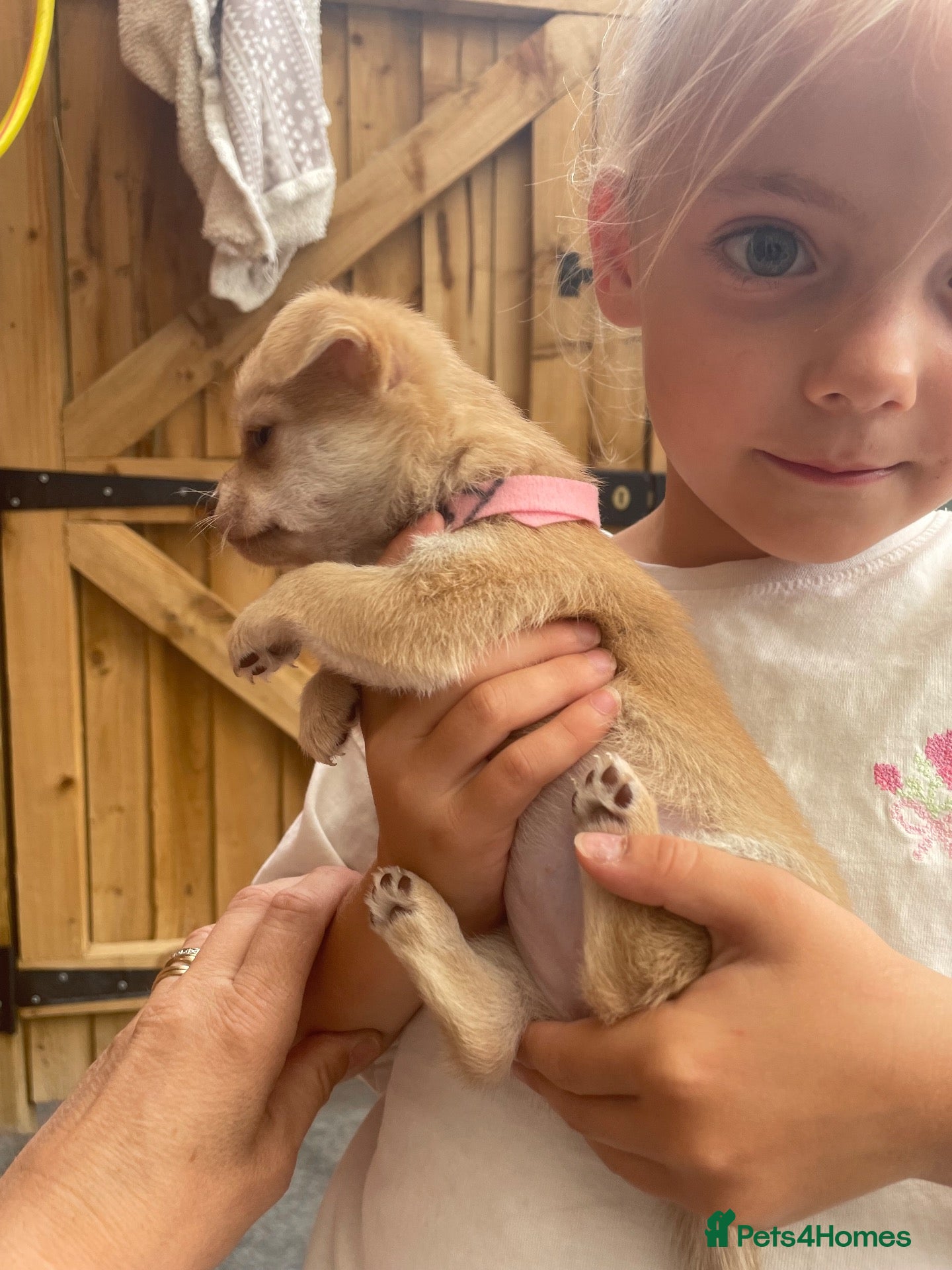 Chihuahua dogs READY SOON Pure bred tiny chihuahua puppies  - Advert 2