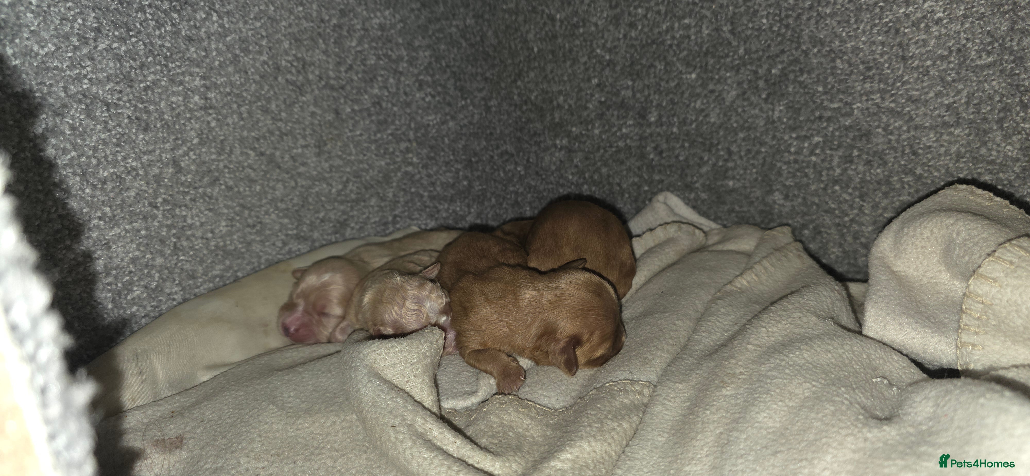 Cavapoo dogs Stunning miniature cavapoo - Advert 1