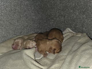 Cavapoo dogs Stunning miniature cavapoo - Advert 1