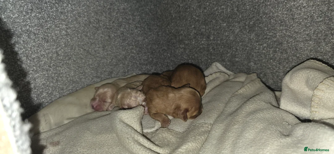 Cavapoo dogs for sale: Stunning miniature cavapoo - Advert 1