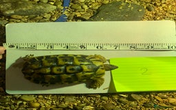 Hermann Tortoise reptiles for sale: Testudo hermanni (Hermanns Tortoise) - Advert 3