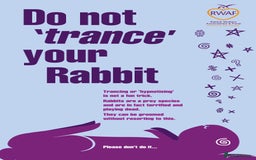 French Lop rabbits for sale: PURE Giant French Lops - Vaccinated - RESERVE - Image 23