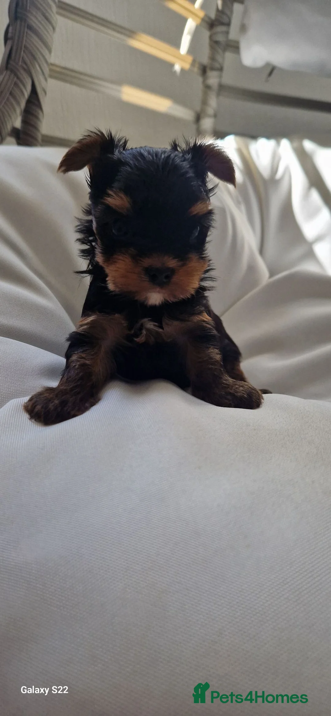 Yorkshire Terrier dogs for sale: Yorkshire Terrier puppy  in Hawick - Advert 6