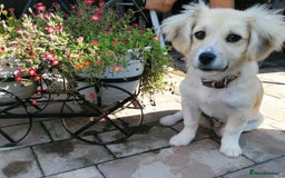 Mixed Breed dogs for adoption: Bobby, a superb little puppy boy for a Loving Home - Image 6