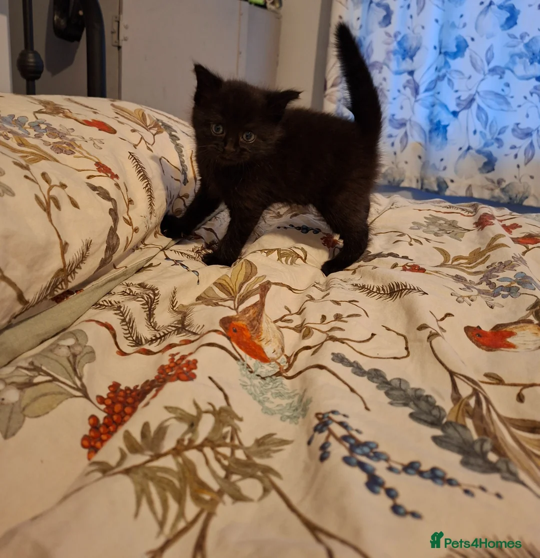 Mixed Breed cats for sale: Black kitten - Advert 9