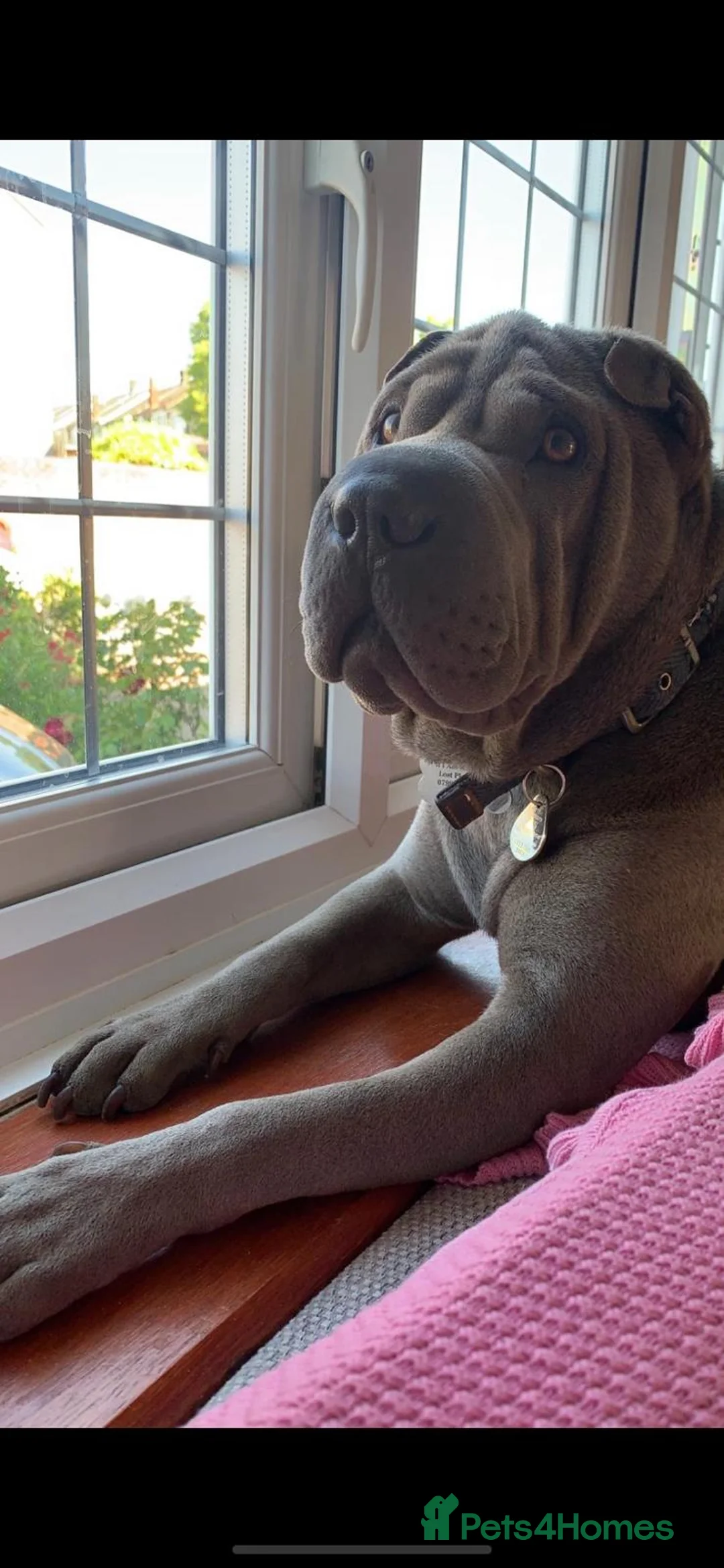 Shar Pei dogs for stud: Gus blue horse coat available for stud in Billericay - Advert 6