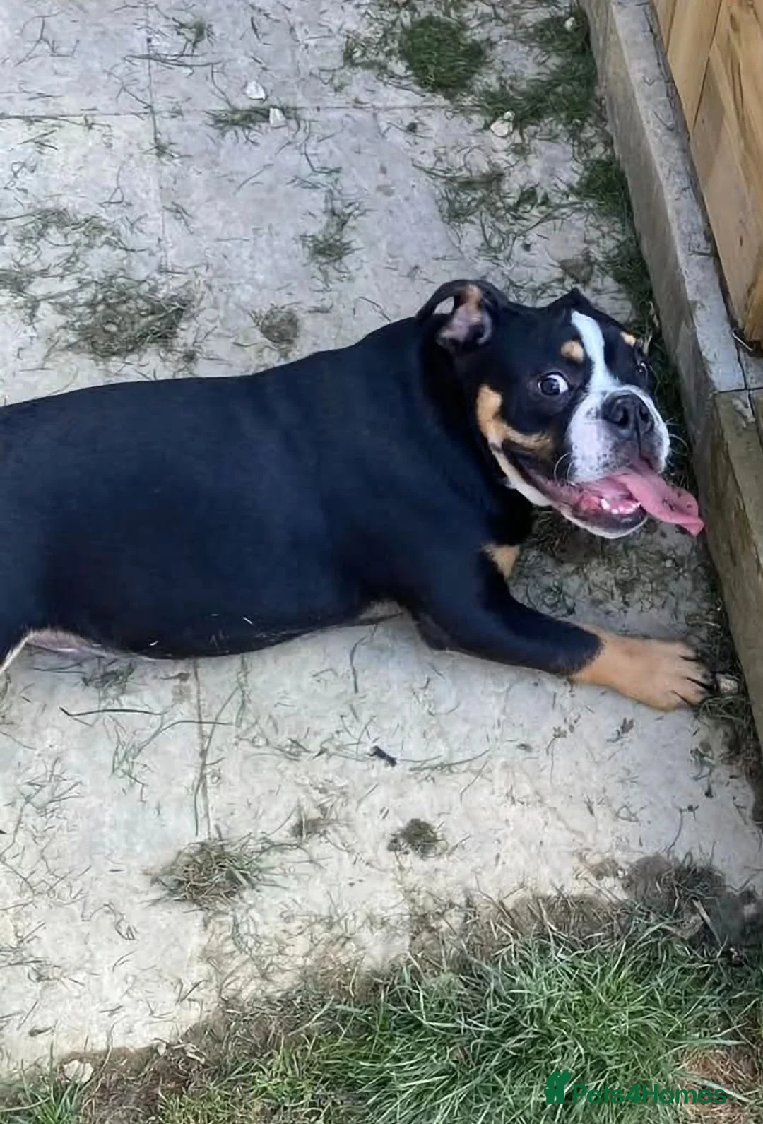 English Bulldog dogs for sale: English bulldog - Advert 2