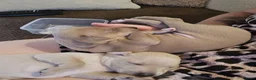 Italian Greyhound dogs for sale: 2 tiny KC registered Italian Greyhound boys - Advert 13