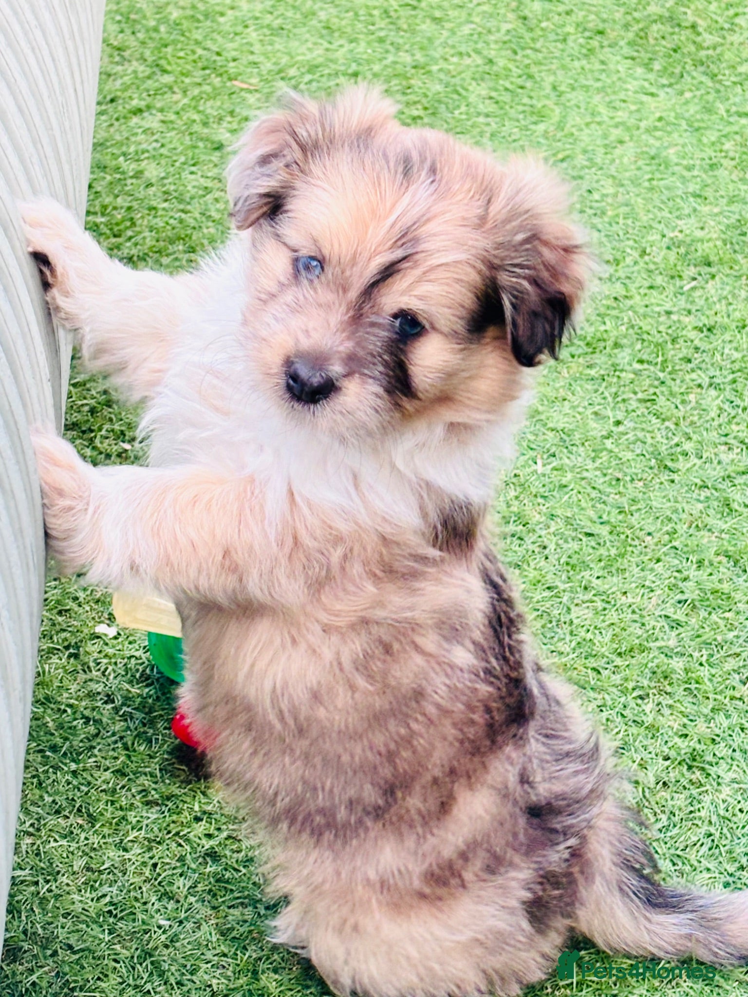 Shetland Sheepdog dogs Shetland sheepdog cross puppies  - Advert 1