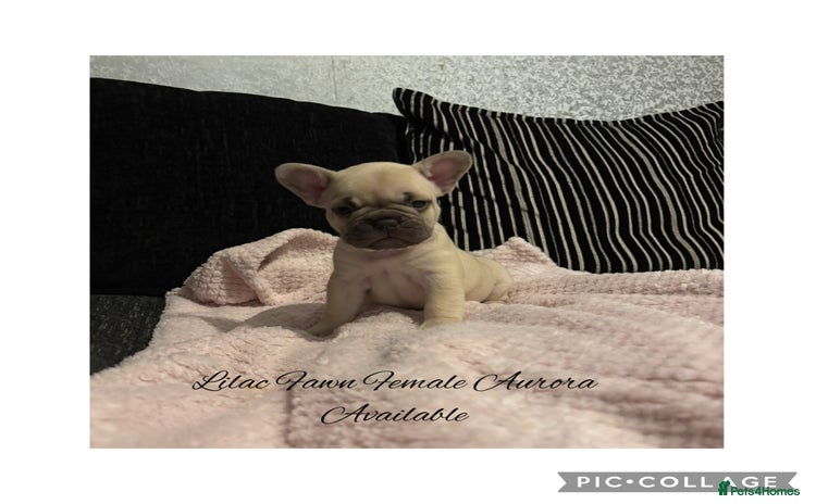 French Bulldog dogs - Advert 6