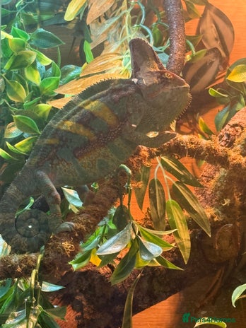 Chameleon reptiles Yemen chameleon plus vivarium and full set up - Advert 1