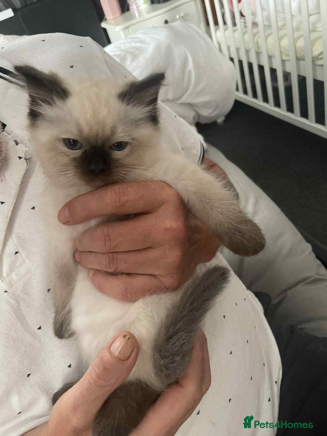 Ragdoll cats for sale: Ragdoll kittens  - Image 14