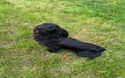Cocker Spaniel dogs for sale: 🐾 10-Month-Old Pedigree Cocker Spaniel 🐾 - Image 1