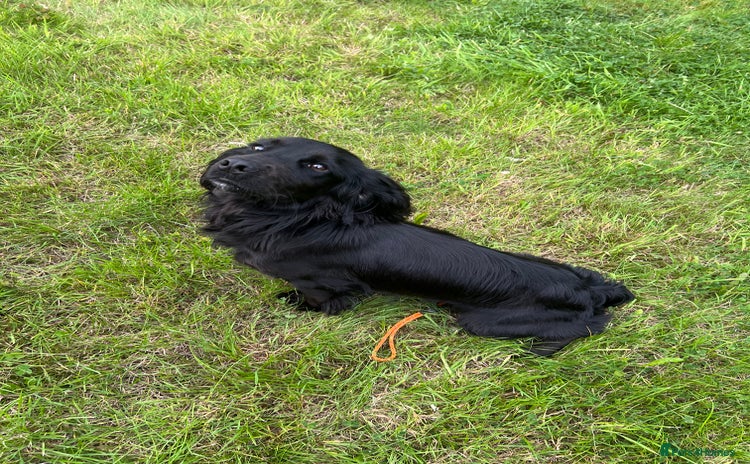 Cocker Spaniel dogs - Advert 3