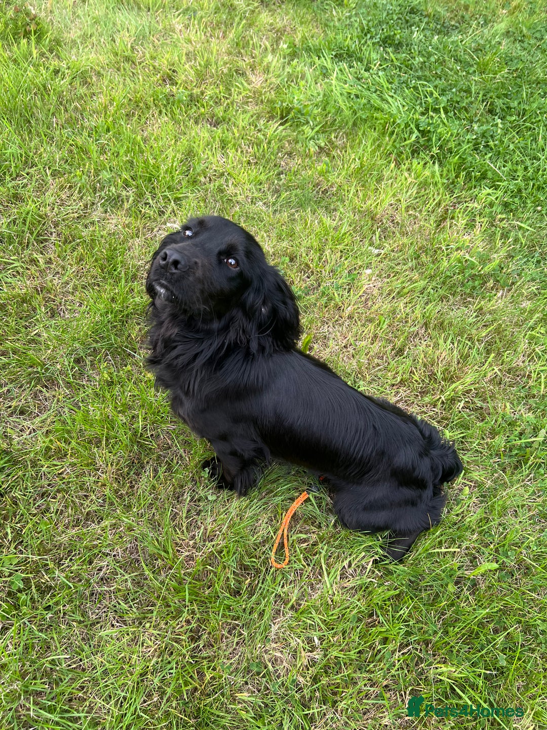 Cocker Spaniel dogs for sale: 🐾 10-Month-Old Pedigree Cocker Spaniel 🐾 - Image 1