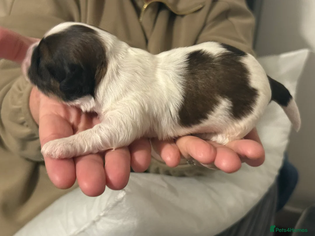 Shihpoo dogs for sale: 3x Shihpoo Male Puppies for sale - Advert 13