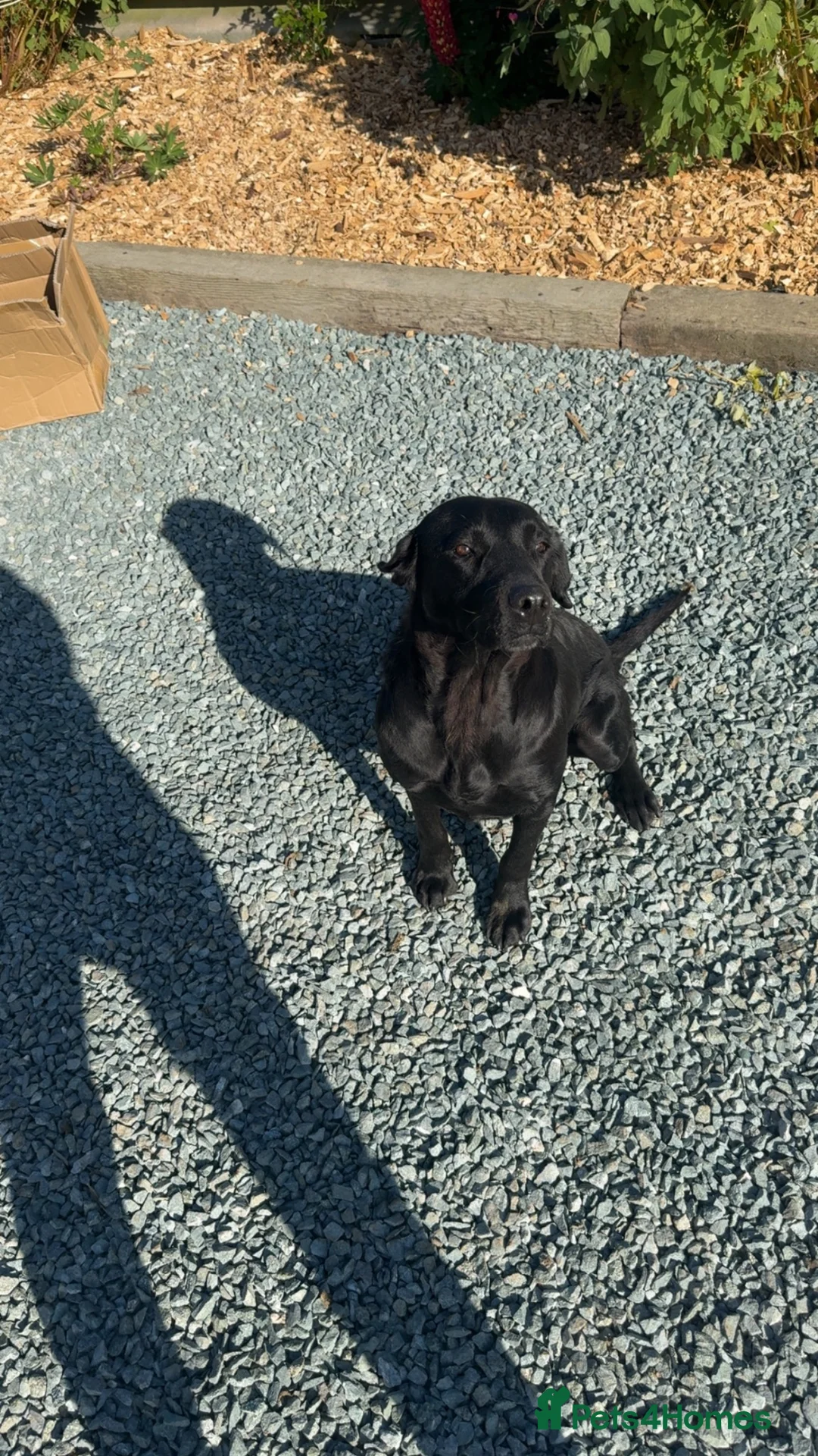 Labrador Retriever dogs for sale: Kc black Labrador puppies  in Welshpool - Advert 7