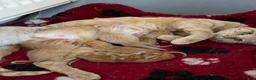 Mixed Breed cats for sale: Amazing kittens Gingers and lovely colours  - Advert 5
