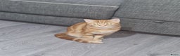 Domestic Shorthair cats for sale: Adorable Ginger Tabby Kitten ( ** ) - Advert 4