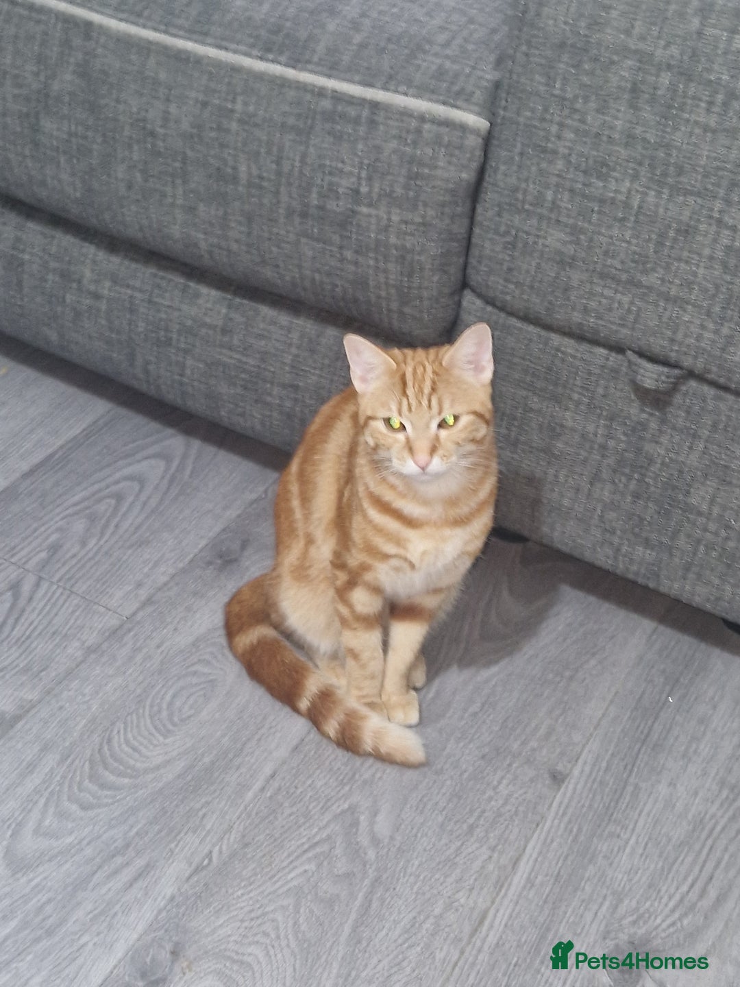 Domestic Shorthair cats for sale: Adorable Ginger Tabby Kitten ( ** ) - Advert 4