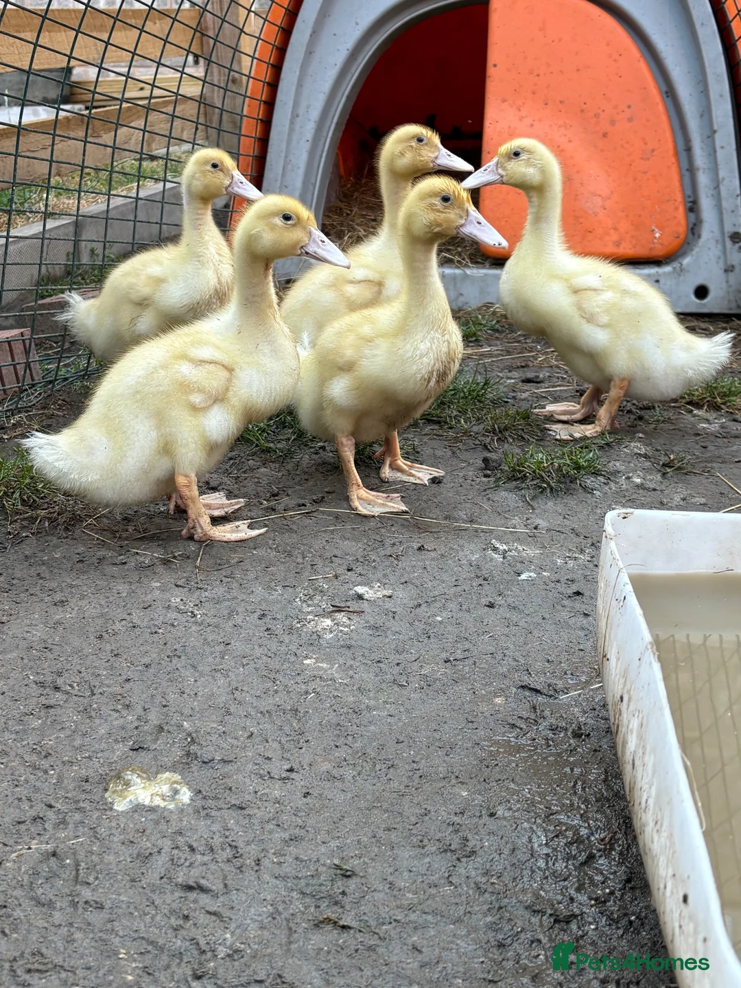 Ducks poultry for sale: Aylesbury ducklings  - Advert 2