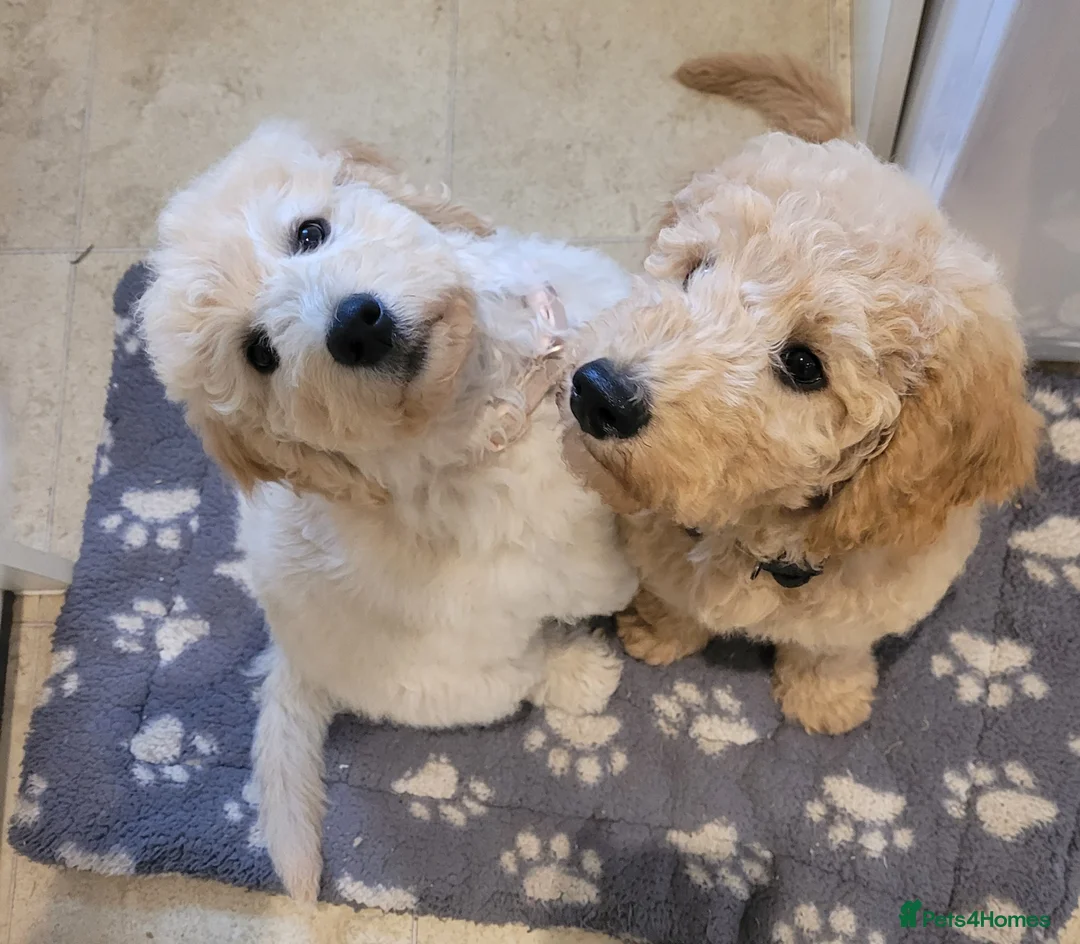 Mini Goldendoodle dogs for sale: Miniature Goldendoodle Puppies  - Advert 2