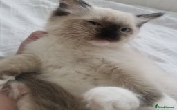 Ragdoll cats for sale: Beautiful Ragdoll Kittens - Image 11