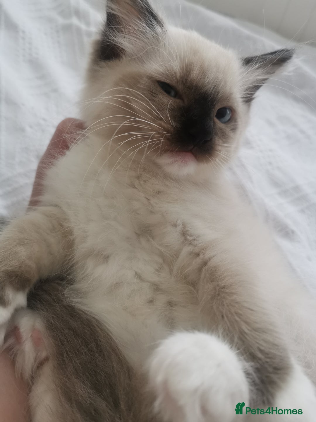 Ragdoll cats for sale: Beautiful Ragdoll Kittens - Image 11