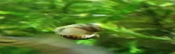 Snails fish for sale: Snails true fresh water nerite  - Advert 4