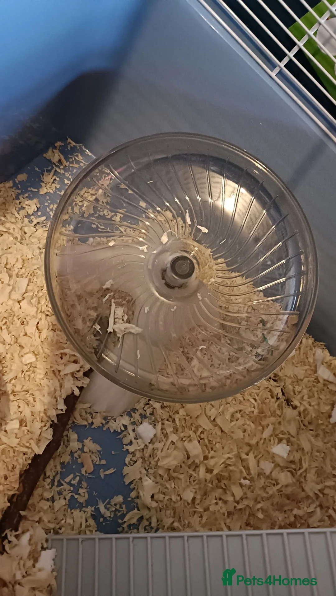 Hamster rodents for sale: Syrian hamster  - Advert 4