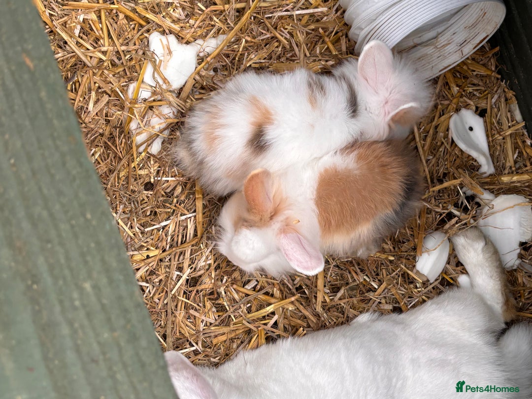 Lionhead rabbits for sale: Lionhead x lowered baby rabbits  - Image 15