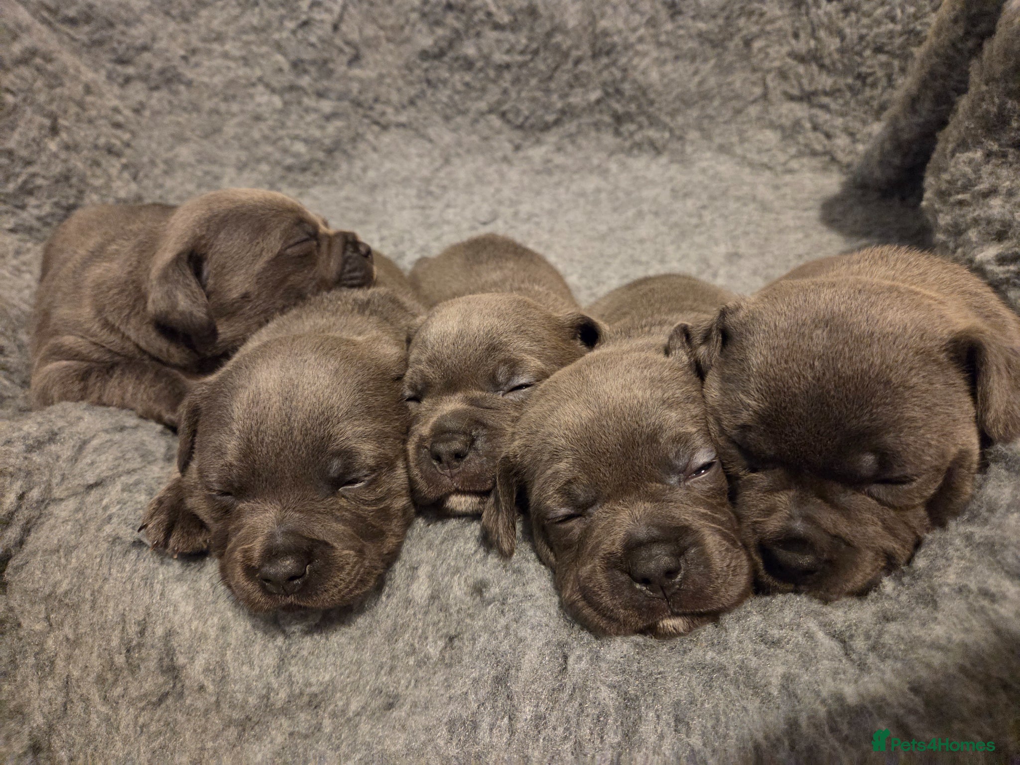 Staffordshire Bull Terrier dogs 🐾 Blue Staffy  – Champion Bloodline 🐾 - Advert 2
