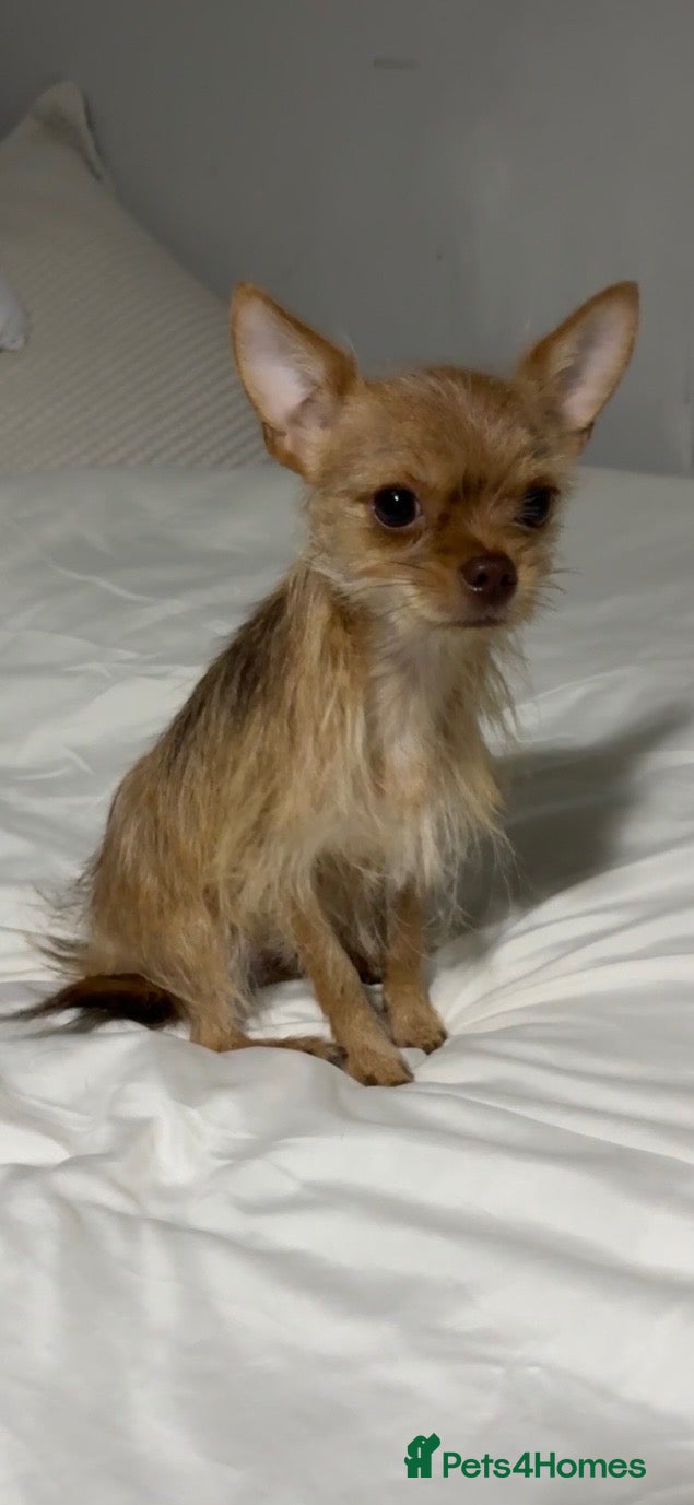 Chorkie dogs for sale: Chorkie dog  - Advert 1