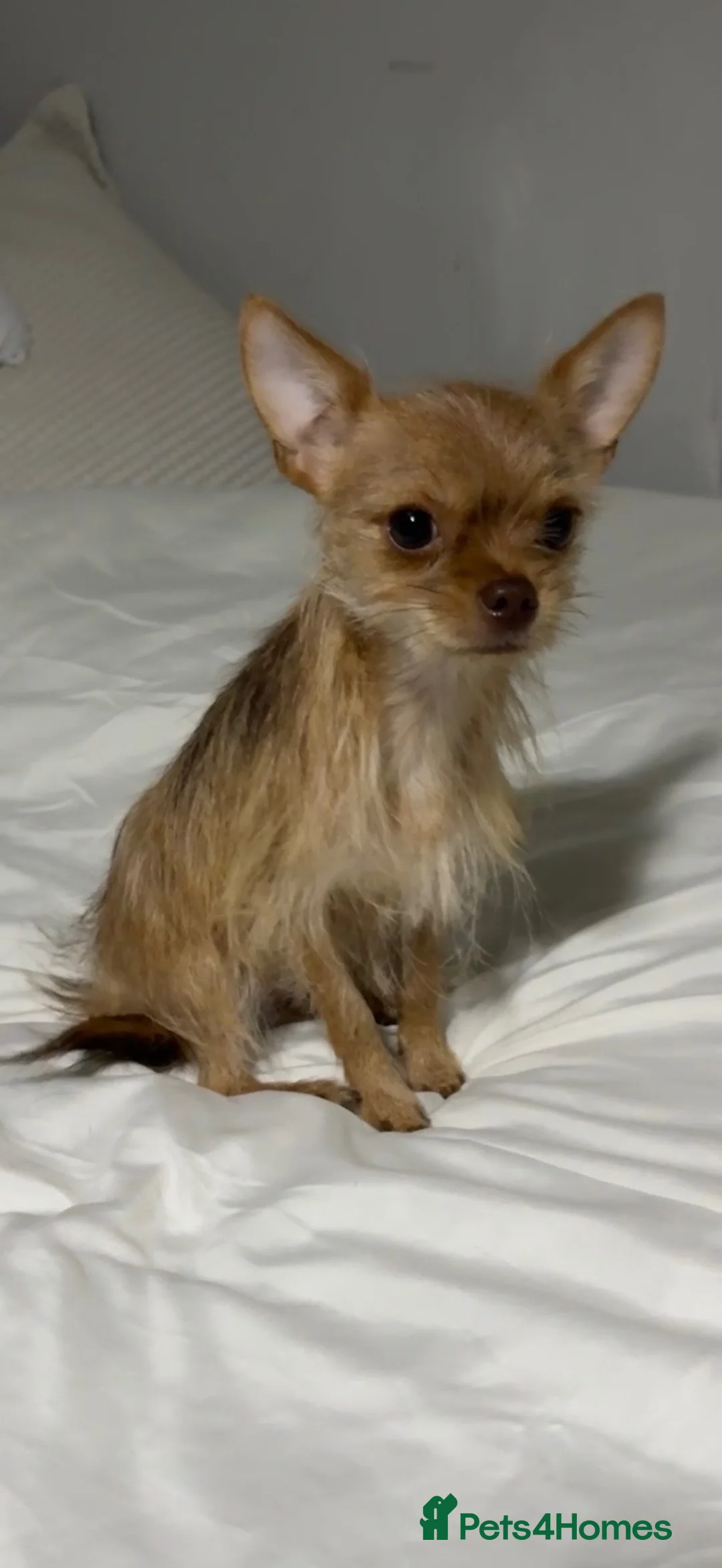 Chorkie dogs for sale: Chorkie dog  - Advert 1