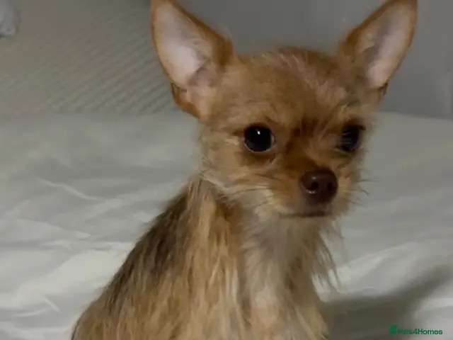 Chorkie dogs for sale: Chorkie dog - Advert 1