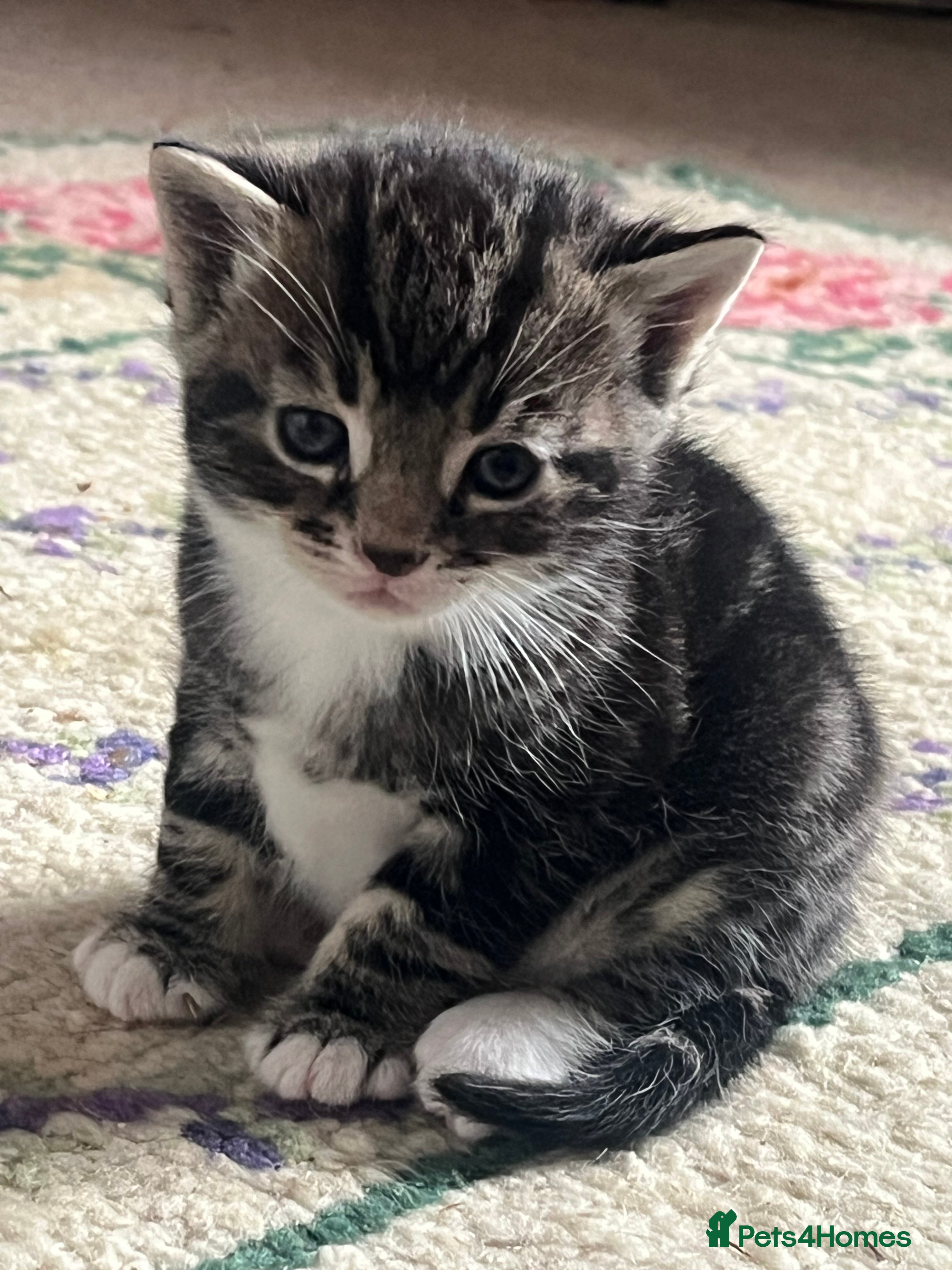 Mixed Breed cats for sale: Beautiful tabby kittens - Advert 2