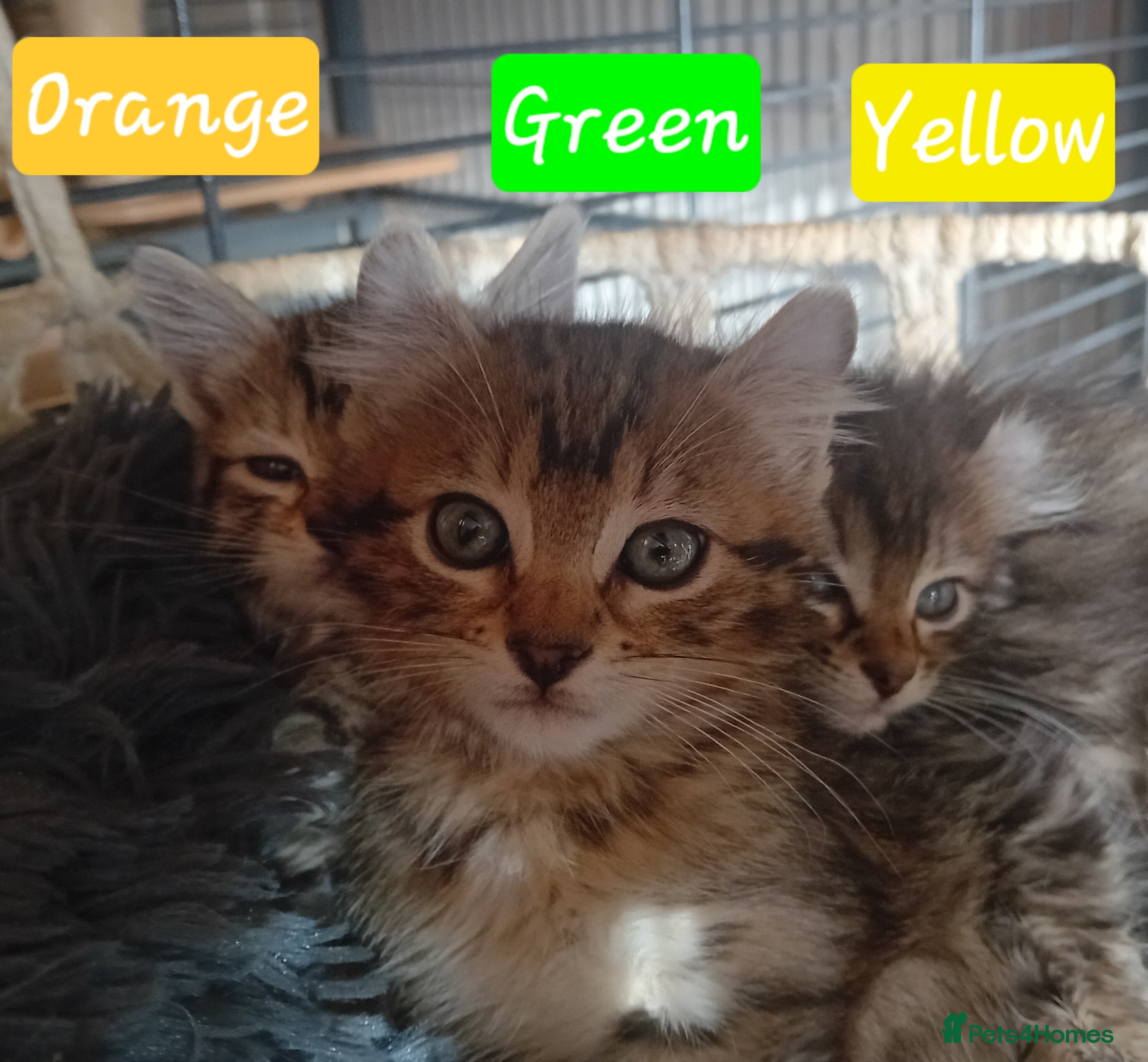 Bengal cats BengalX Ragdoll, American curl kittens - Advert 14