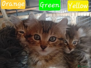 Bengal cats BengalX Ragdoll, American curl kittens - Advert 1