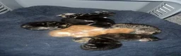 Domestic Shorthair cats for sale: 9 Gorgeous Kittens – Tabby, Ginger & Tortoiseshell - Advert 40