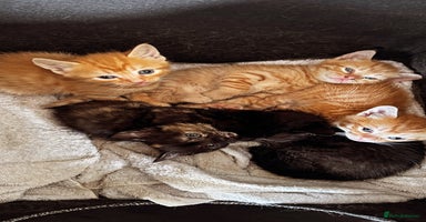 Mixed Breed cats for sale - Advert 6