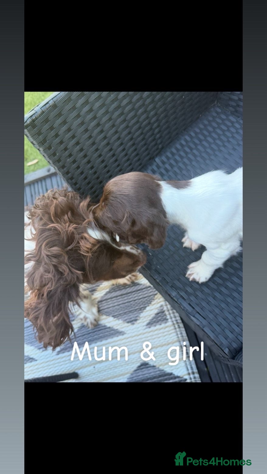 English Springer Spaniel dogs Springer spaniel puppies🩵❤️ - Advert 1