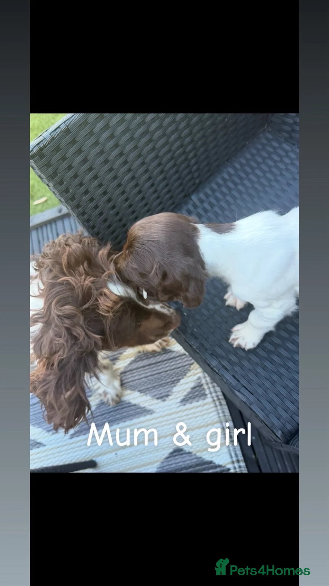 English Springer Spaniel dogs for sale: Springer spaniel puppies🩵❤️ - Advert 1