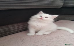 Maine Coon cats for sale: White female mainecoon kitten - Image 1