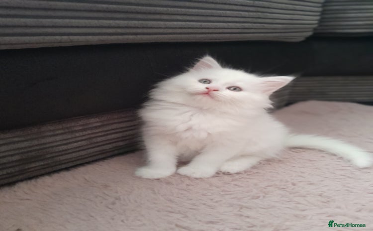 Maine Coon cats - Advert 11