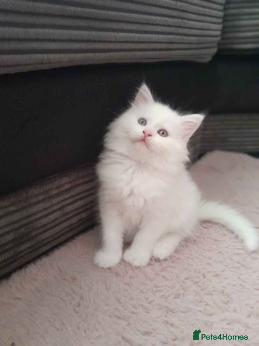Maine Coon cats for sale: White female mainecoon kitten - Image 1