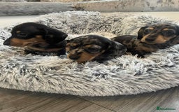 Dachshund dogs for sale: Dachshund  - Image 6