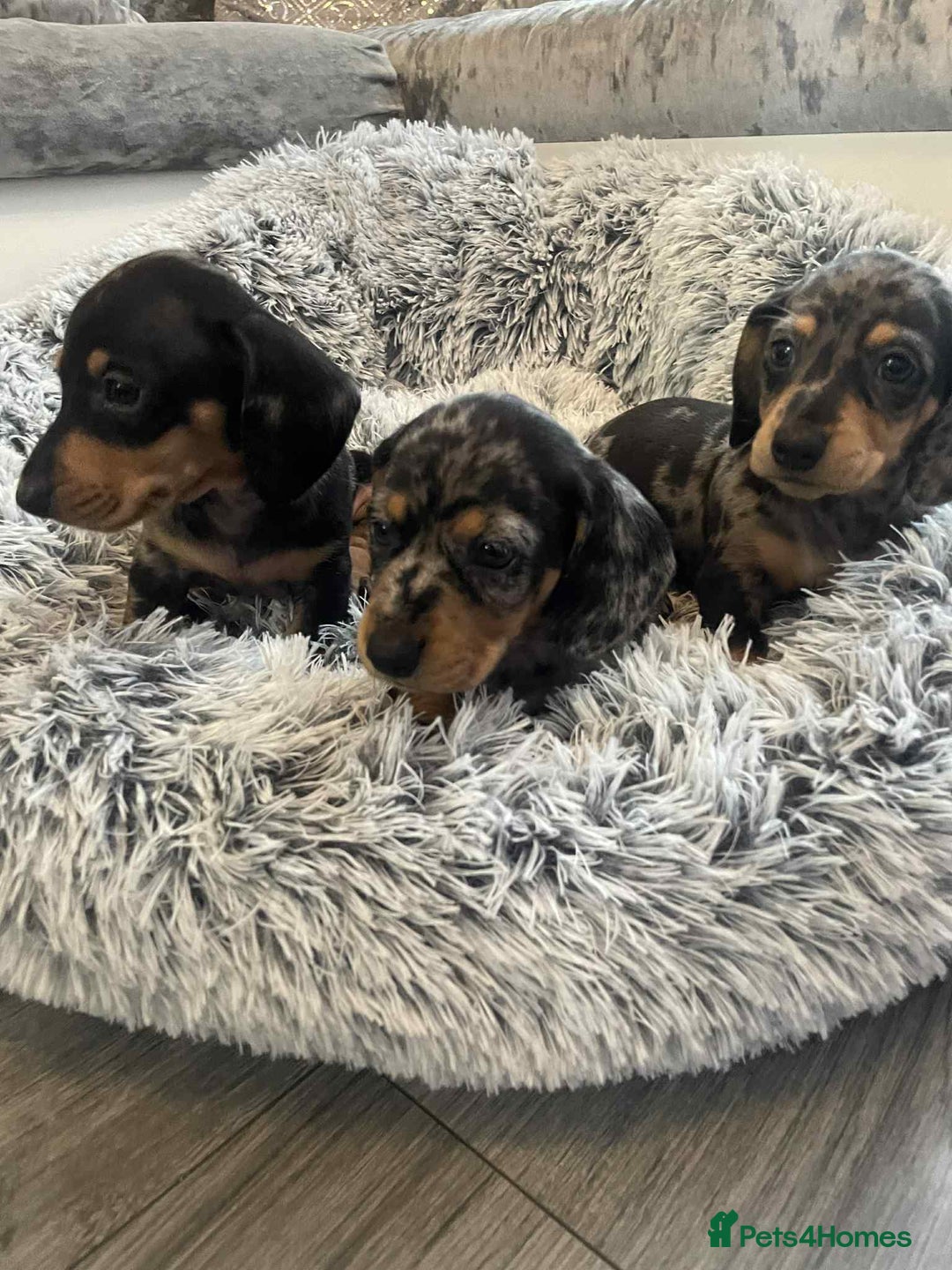 Dachshund dogs for sale: Dachshund  - Image 6
