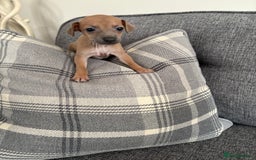 Italian Greyhound dogs for sale: Italian greyhound puppies  - Image 9